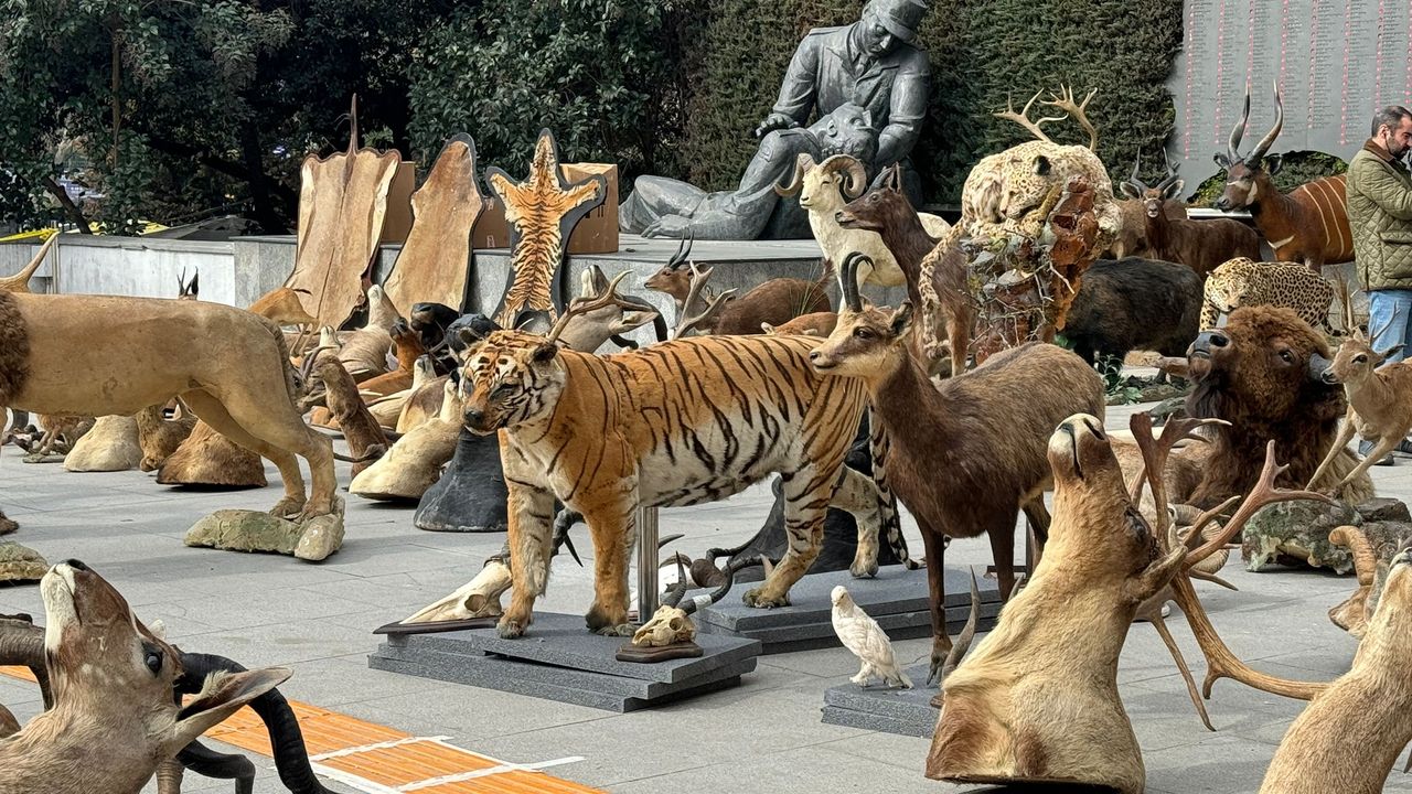 İstanbul'da dondurulmuş hayvan müzesine operasyon