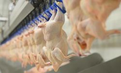 Tavuk eti üretimi mart ayında arttı