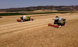 Buğday ve arpada hasadı aceleye getirmek ülke ekonomisine kaybettiriyor