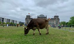 Almanya'da çevrecilerden ilginç protesto: İneklerini Meclis bahçesinde otlattılar...