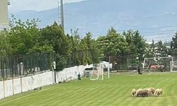 Küme düşen futbol takımının sahası koyunlara kaldı!