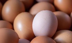 Yumurtada kanserojen madde iddiası! Bakanlık inceleme başlattı