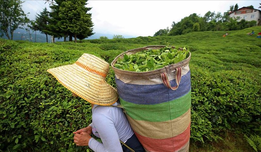 Bakanlık 2024 yılı yaş çay alım fiyatını açıkladı